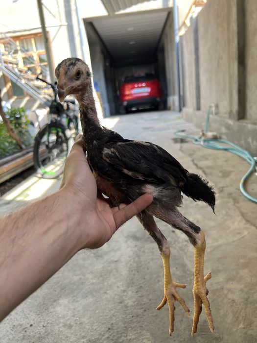 Tukli ayol kokrak porno va erotika