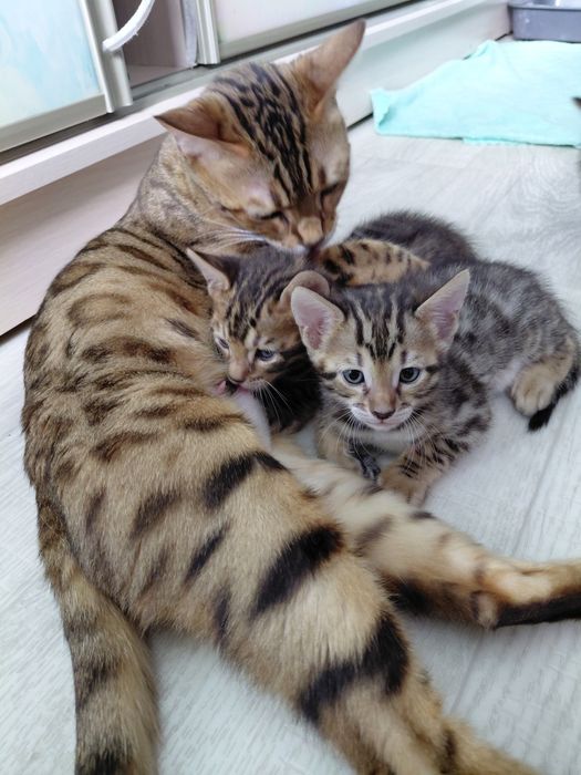 Продам бенгальских котят