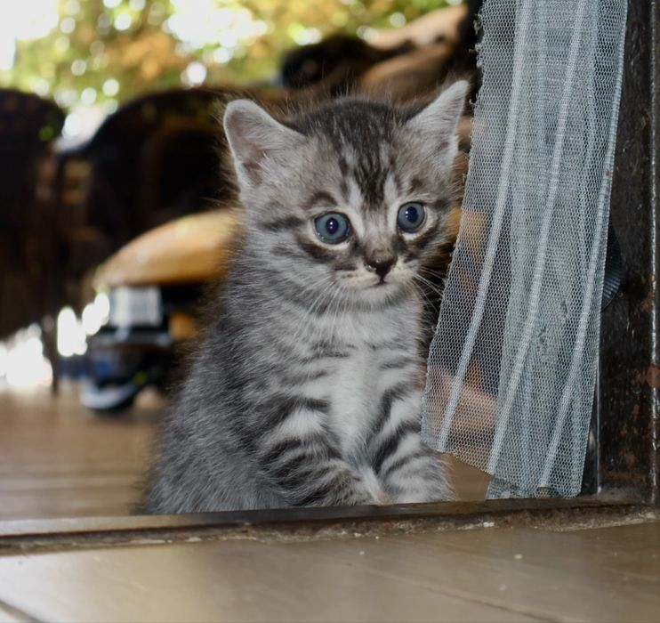прекрасные котята