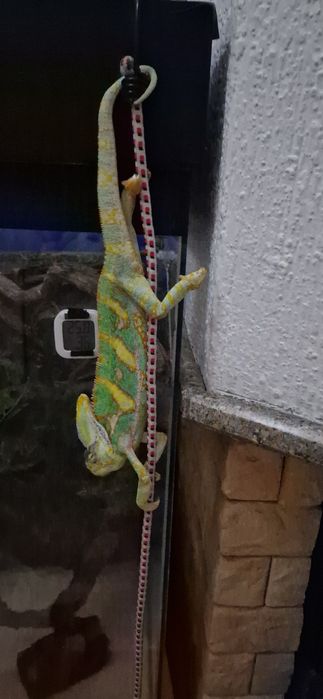 Йеменский хамелеон