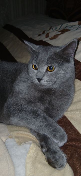 Мушук сотилади зотдор