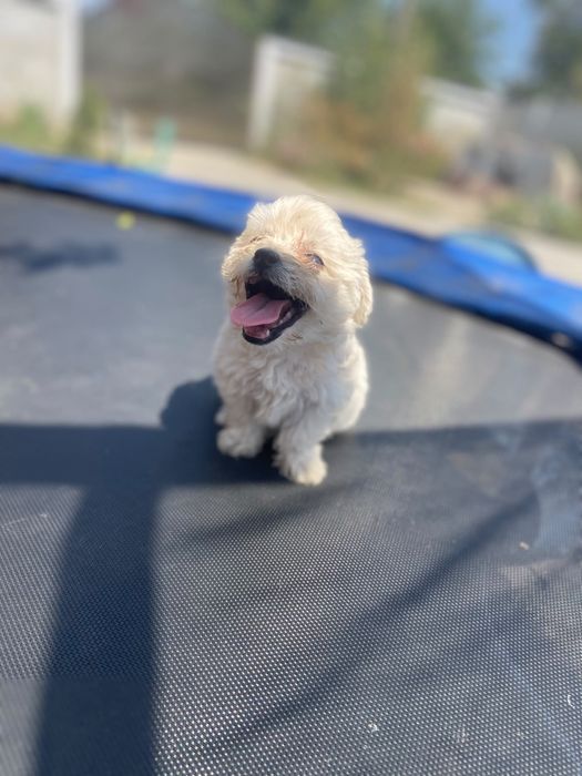 Cătei bichon talie mică