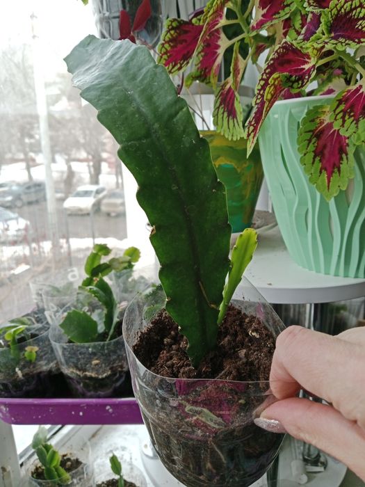 Продам цветок Эпифилум