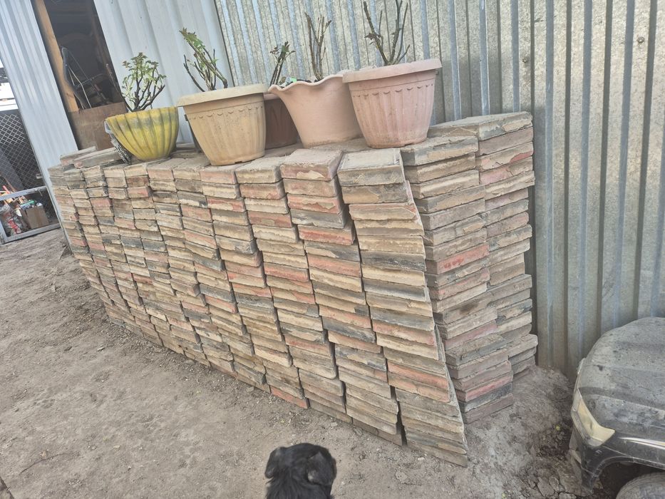 Брюсчатка  б у отдам бесплатно