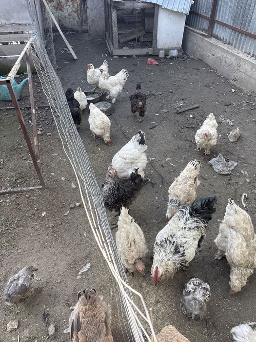 Продам кур брама