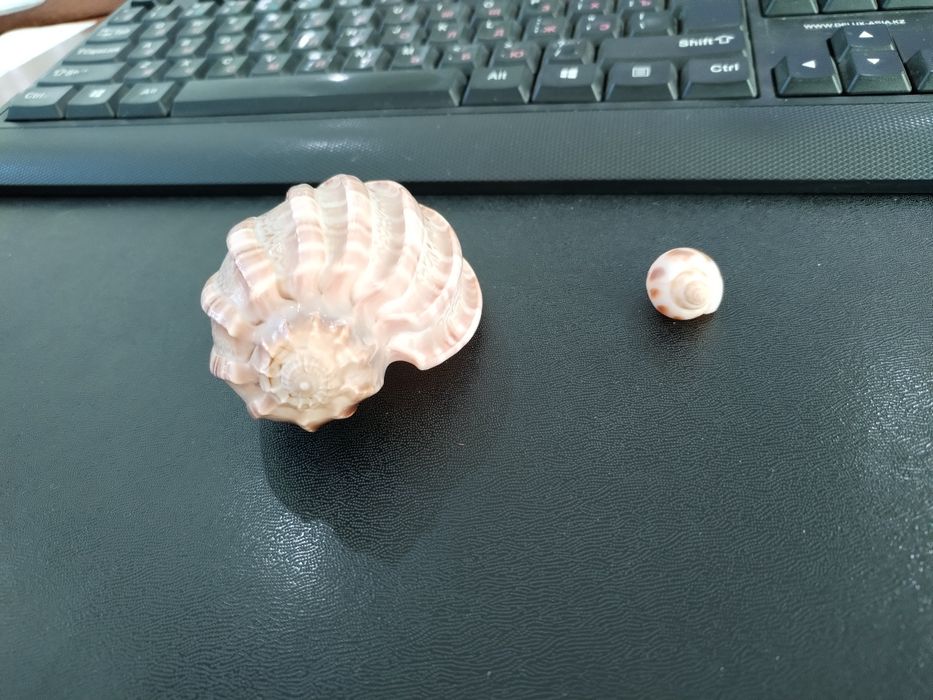 Морская ракушка для аквариума