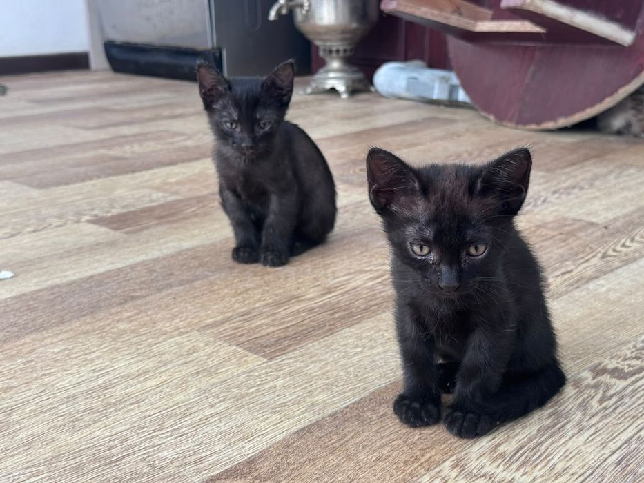 Отдам котят в добрые руки
