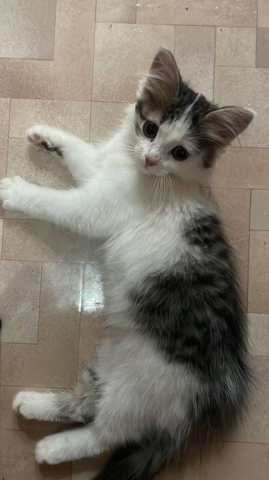 Котенок (девочка) ищет дом
