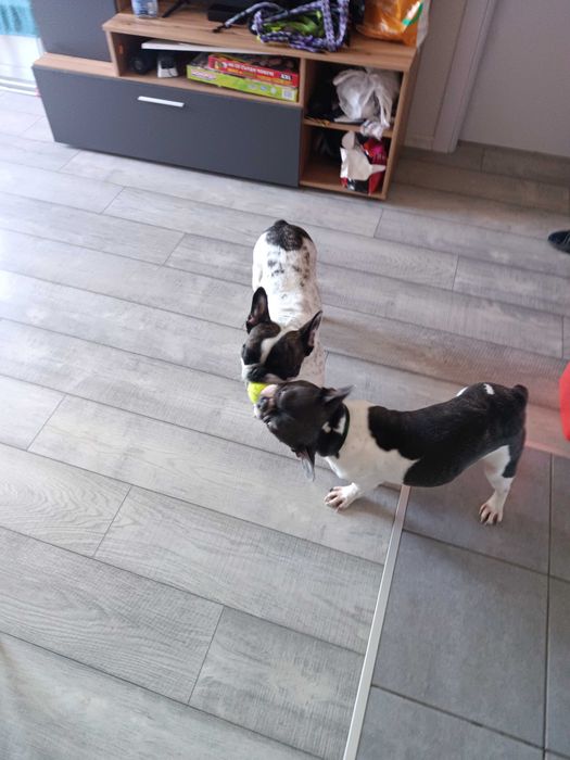 "Хотел" за кучета/гледач/