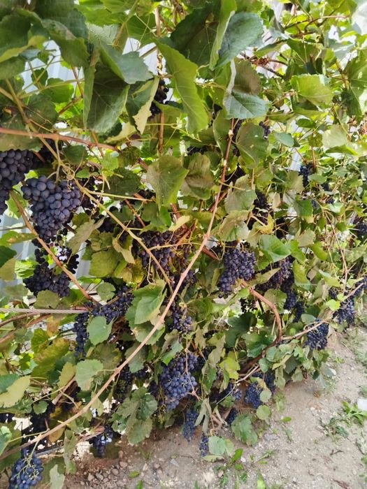 Продам дом в Дружбе