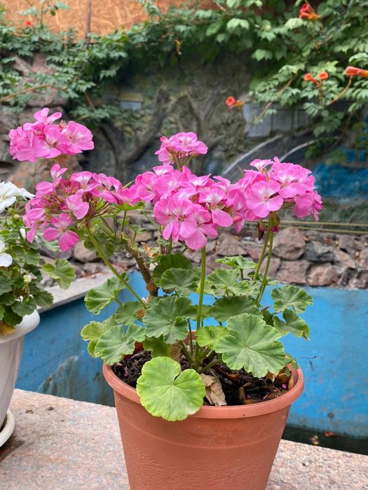 Продам комнатные цветы