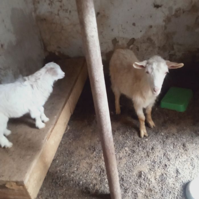 Продам козу есть уступка
