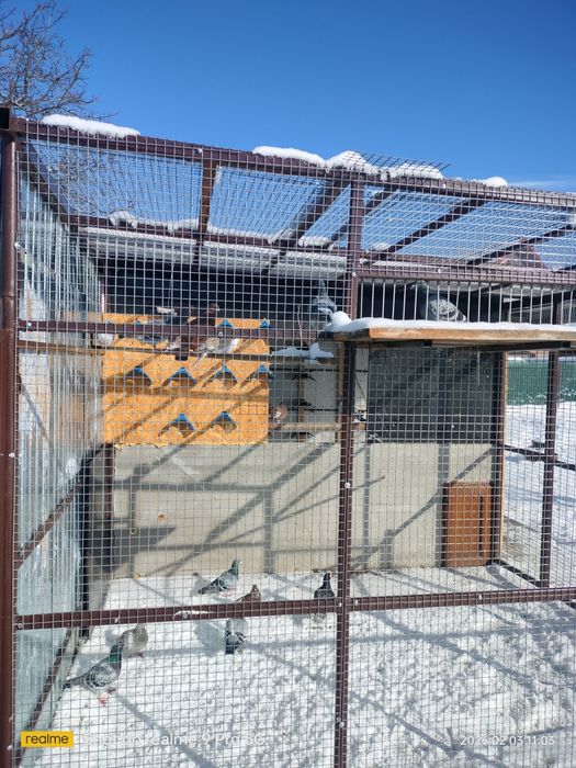 Vând porumbei voiajori stil vechi și voiajori roșii de București..