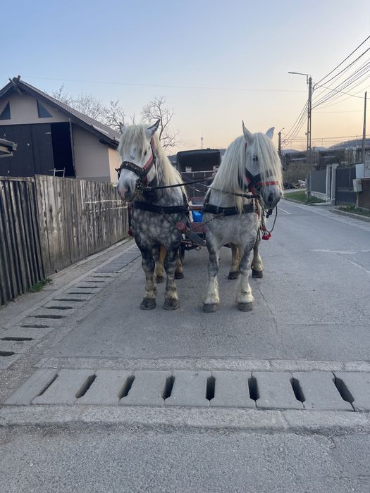 Vând armasar si iapă