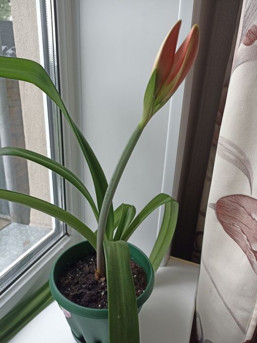 Продаются  комнатные,садовые цветы