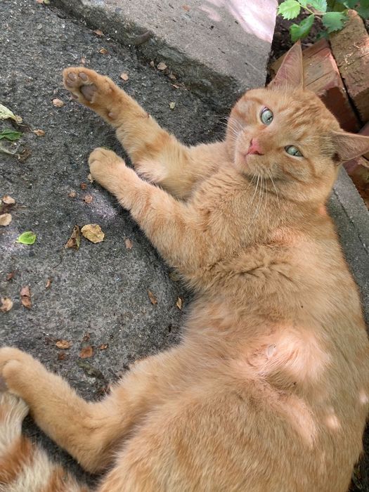 Котята  очень  милые