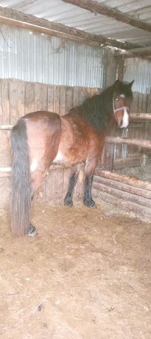 Баитал 5жасар, 3жасар