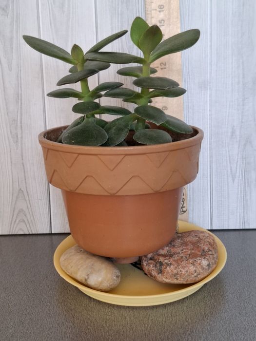 Кактус взрослый с деткой