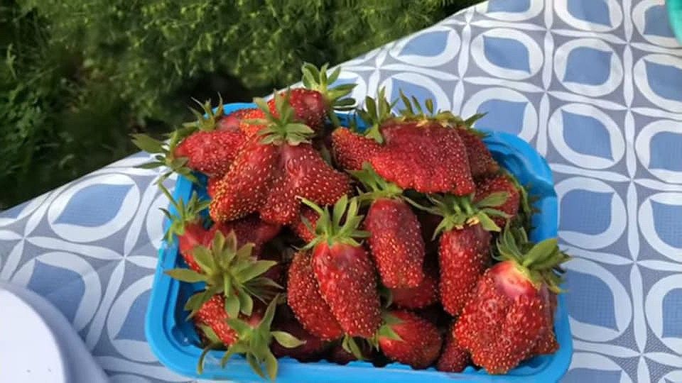 Рассада клубники, малины