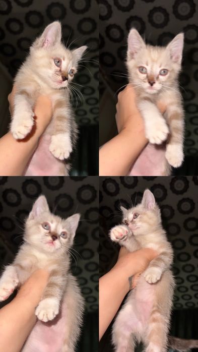 Котенок полу сиамец