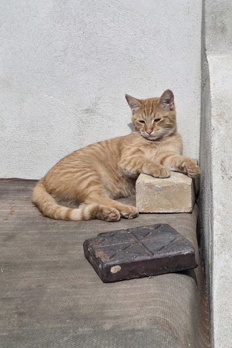 Adoptie pisicute 2 luni
