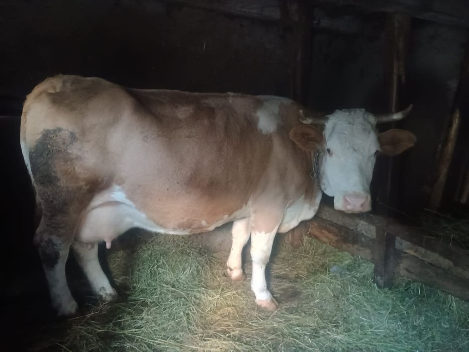 Vând vaca de 6 ani gestanta de 6 luni cu 13 litri de lapte la zi