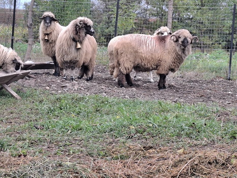 Vând oi țurcane gestante bucalai si oacheșe si un berbec bucalau