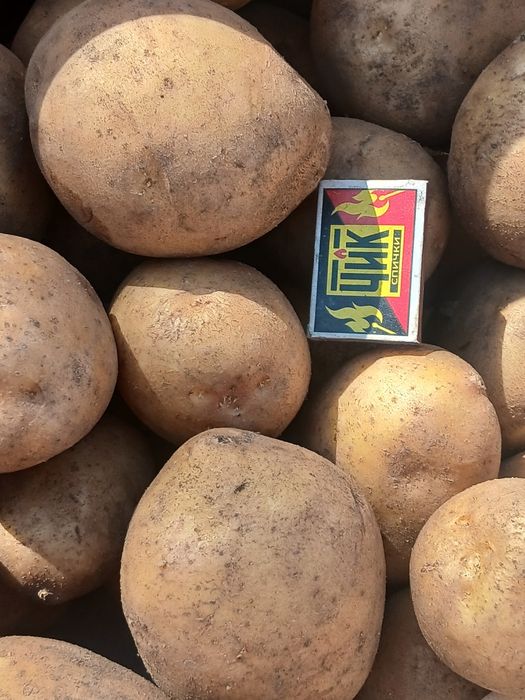 Картофель домашний продам