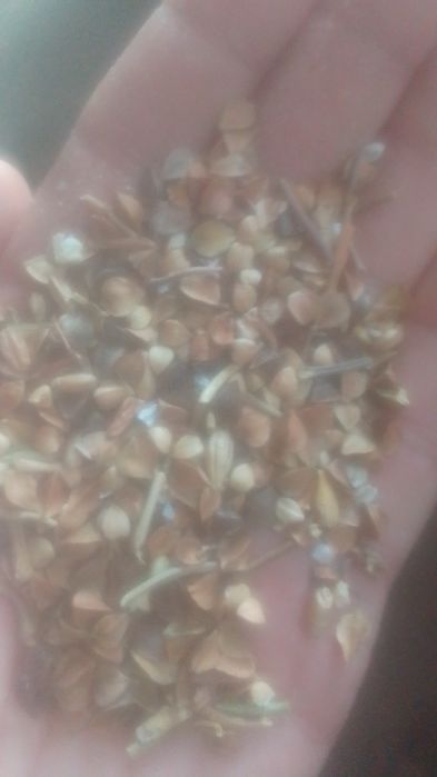 Отруби Зерноотходы Овёс Полова