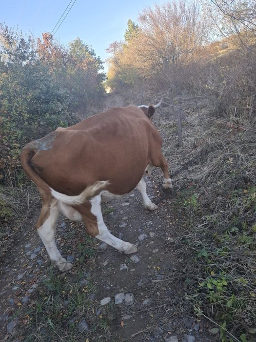 Vand vaca baltata romaneasca cu acte