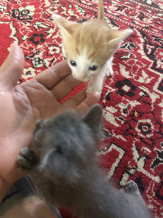 Отдам котят в хороших рук.