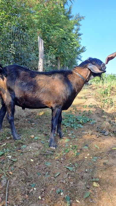 Vând țap  Anglo-Nubian