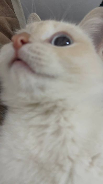 Пушок отдам хорошее руки