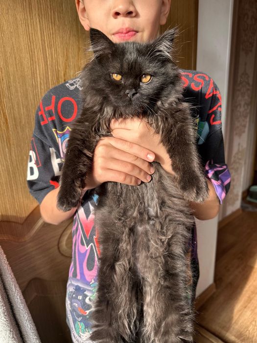 Шотланский котенок