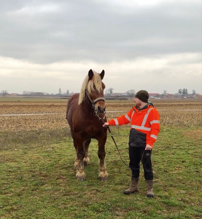 Armăsar Comtois ptr Montă