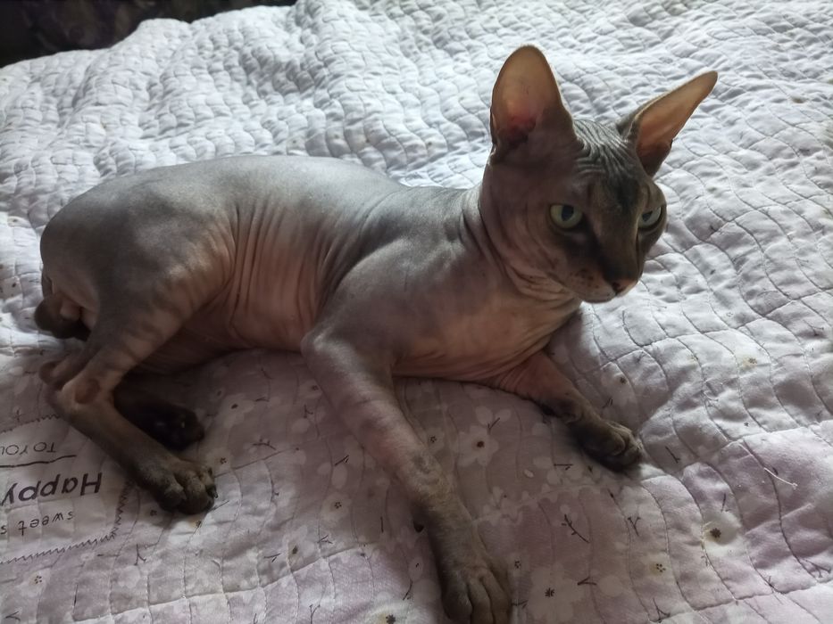 Вязка канадский сфинкс