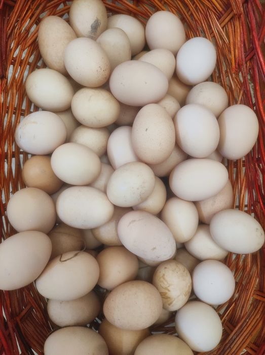 Курк учун брама тухум