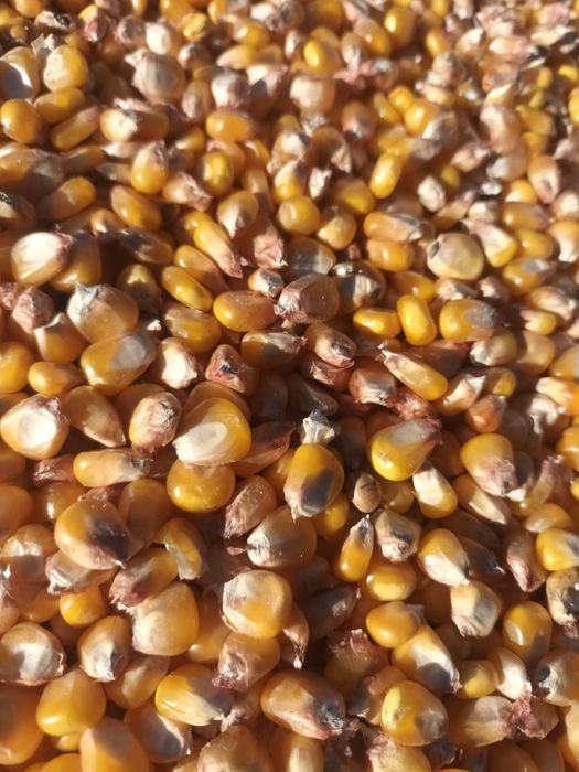 Vând porumb boabe 2025 – semisticlos și sticlos