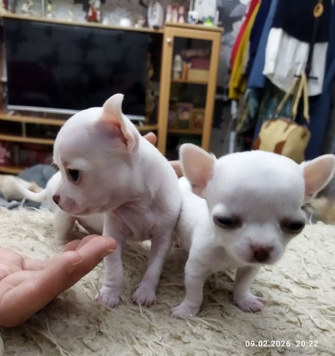 Продаются щенки чихуахуа (бронь)