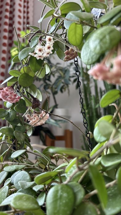 Хойя матильда хойа