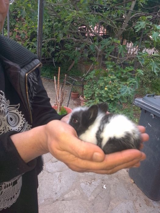 Продавам декоративни зайчетачета