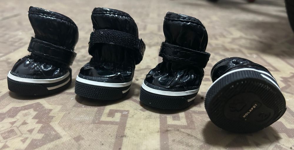 Одежда для животных