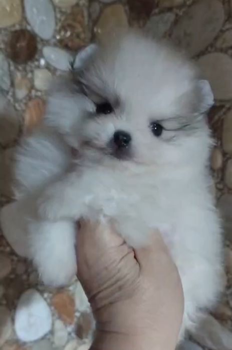 Щенки шпица мини