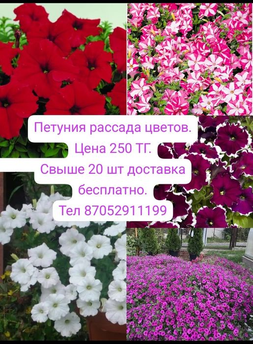 Петуния рассада цветов