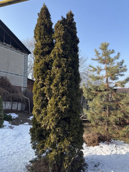 Туя в хорошие руки