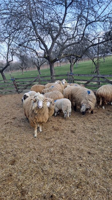 Oi si Mioare de vanzare