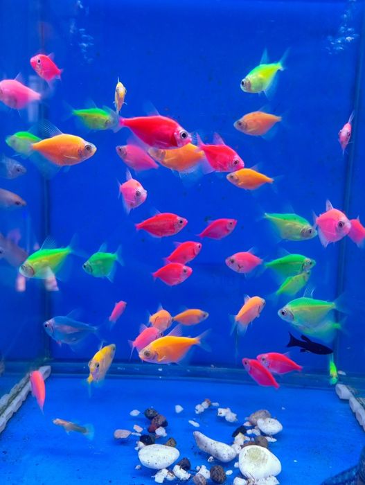 Тернетсия глофиш