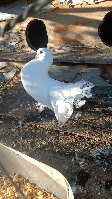 Porumbei schimb cu standard