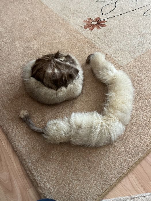 Blana vulpe ,caciula si guler!