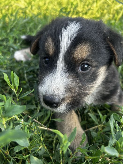 Cateluși spre adopție
